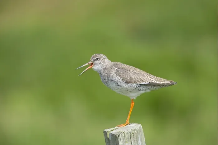 Framed Print : Common Redshank (Tringa totanus) adult, calling, standing on fencepost, Mainland, Shetland Islands, Scotland