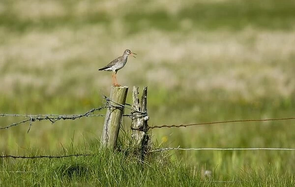 Common Redshank (Tringa totanus) adult, alarm calling, standing on fencepost close to nestsite, Shetland Islands, Scotland, summer