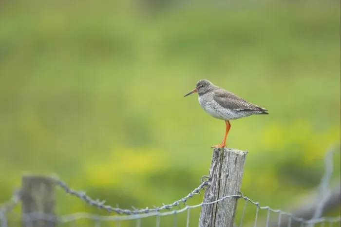 Framed Print : Common Redshank (Tringa totanus) adult, standing on fencepost, Mainland, Shetland Islands, Scotland Framed Print : Common Redshank (Tringa totanus) adult, standing on fencepost, Mainland, Shetland Islands, Scotland