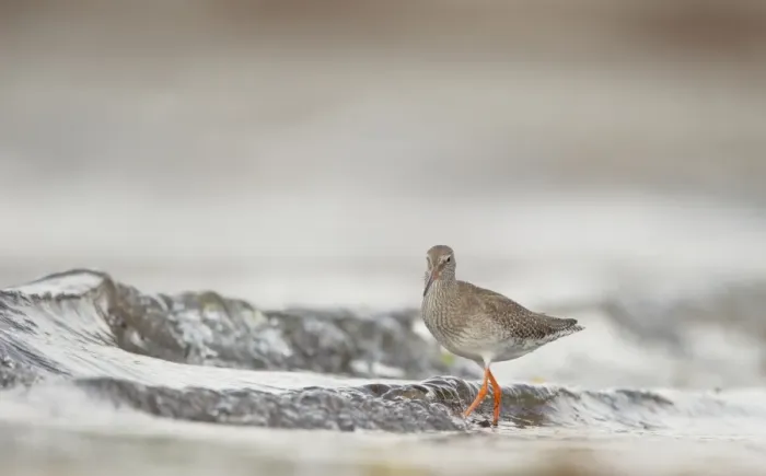 Framed Print : Common Redshank (Tringa totanus) adult, foraging amongst breaking waves in shallow water on beach, Shetland Islands Framed Print : Common Redshank (Tringa totanus) adult, foraging amongst breaking waves in shallow water on beach, Shetland Islands