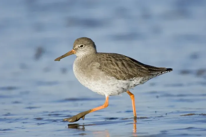 Framed Print : Common Redshank (Tringa totanus) adult, foraging, wading on mudflats, North Norfolk, England, winter Framed Print : Common Redshank (Tringa totanus) adult, foraging, wading on mudflats, North Norfolk, England, winter