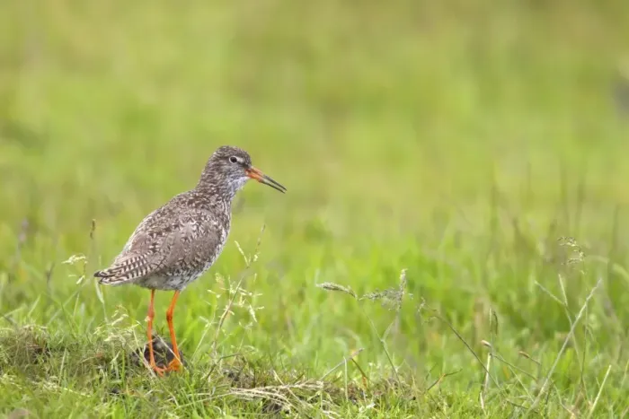 Framed Print : Common Redshank (Tringa totanus) adult, summer plumage, calling, standing in field, Lammermuirs, Berwickshire Framed Print : Common Redshank (Tringa totanus) adult, summer plumage, calling, standing in field, Lammermuirs, Berwickshire