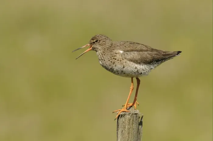 Framed Print : Common Redshank (Tringa totanus) adult, breeding plumage, calling, standing on fencepost, Iceland, June Framed Print : Common Redshank (Tringa totanus) adult, breeding plumage, calling, standing on fencepost, Iceland, June