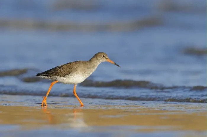 Framed Print : Common Redshank (Tringa totanus) adult, winter plumage, walking along sea shore in shallow water, Yorkshire, England Framed Print : Common Redshank (Tringa totanus) adult, winter plumage, walking along sea shore in shallow water, Yorkshire, England