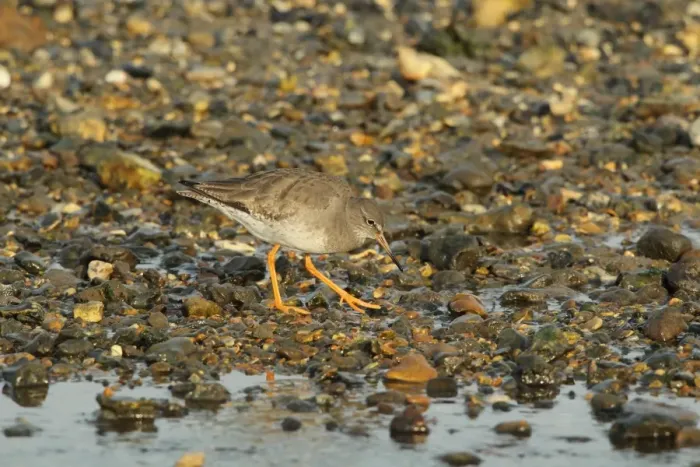 Framed Print : Common Redshank (Tringa totanus) adult, non-breeding plumage, foraging on shingle beach, Keyhaven, Hampshire, England Framed Print : Common Redshank (Tringa totanus) adult, non-breeding plumage, foraging on shingle beach, Keyhaven, Hampshire, England