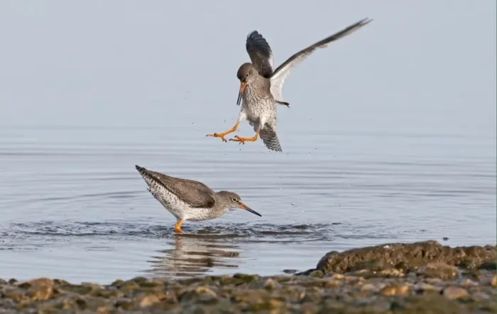 Framed Print : Common Redshank (Tringa totanus) two adults, fighting in water, Norfolk, England, february Framed Print : Common Redshank (Tringa totanus) two adults, fighting in water, Norfolk, England, february