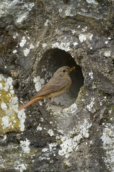 Common Redstart (Phoenicurus phoenicurus) adult female, carrying food to nest at drainage pipe in wall, Clwyd, Wales