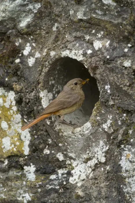 Framed Print : Common Redstart (Phoenicurus phoenicurus) adult female, carrying food to nest at drainage pipe in wall, Clwyd, Wales Framed Print : Common Redstart (Phoenicurus phoenicurus) adult female, carrying food to nest at drainage pipe in wall, Clwyd, Wales