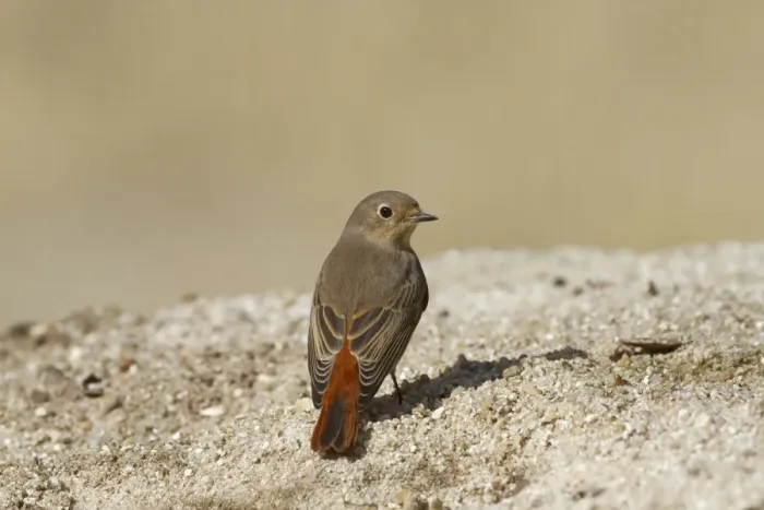 Framed Print : Common Redstart (Phoenicurus phoenicurus) adult female / juvenile, autumn migrant, standing on sand, Castilla y Leon Framed Print : Common Redstart (Phoenicurus phoenicurus) adult female / juvenile, autumn migrant, standing on sand, Castilla y Leon
