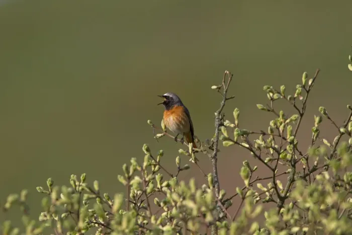 Framed Print : Common Redstart (Phoenicurus phoenicurus) adult male, singing, perched in bush with leafbuds, Shropshire, England