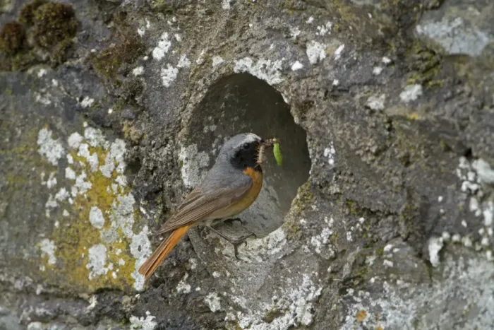 Framed Print : Common Redstart (Phoenicurus phoenicurus) adult male, carrying food to nest at drainage pipe in wall, Clwyd, Wales Framed Print : Common Redstart (Phoenicurus phoenicurus) adult male, carrying food to nest at drainage pipe in wall, Clwyd, Wales