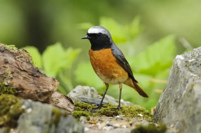 Framed Print : Common Redstart (Phoenicurus phoenicurus) adult male, standing on drystone wall, Gilfach Farm Nature Reserve Framed Print : Common Redstart (Phoenicurus phoenicurus) adult male, standing on drystone wall, Gilfach Farm Nature Reserve