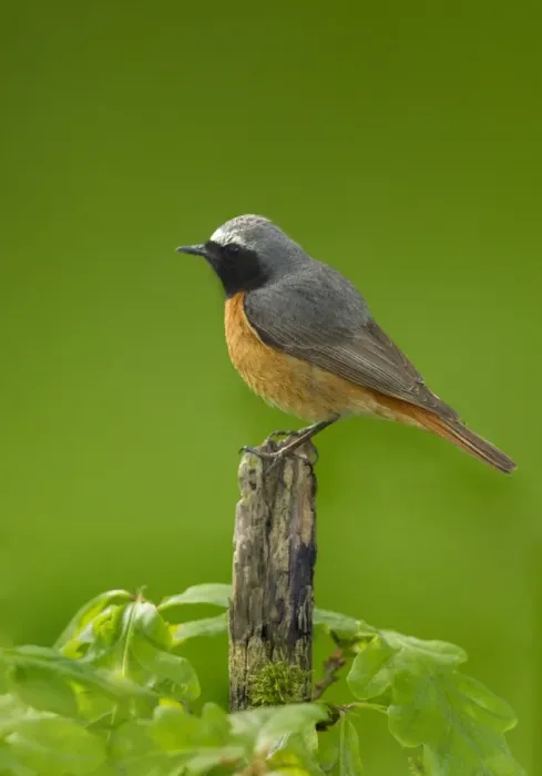 Framed Print : Common Redstart (Phoenicurus phoenicurus) adult male, perched on stick, Peak District, Derbyshire, England, June Framed Print : Common Redstart (Phoenicurus phoenicurus) adult male, perched on stick, Peak District, Derbyshire, England, June