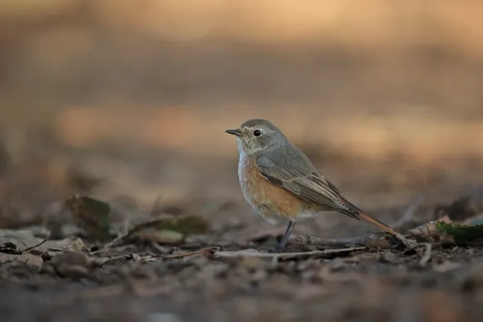 Framed Print : Common Redstart (Phoenicurus phoenicurus) immature male, first winter plumage, standing on ground, Norfolk, England
