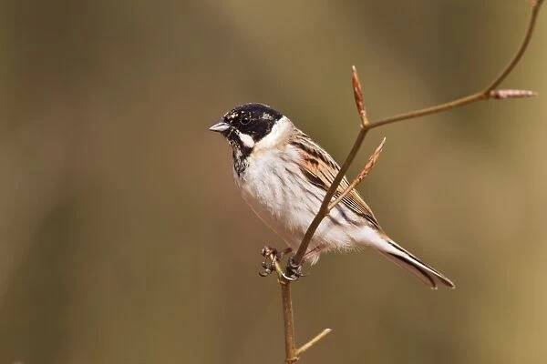 Common Reed Bunting (Emberiza schoeniclus) adult male, moulting into breeding plumage, perched on twig, Norfolk