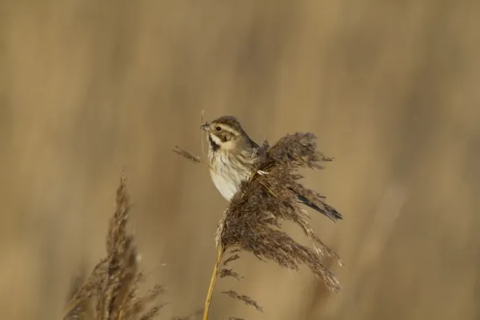 Framed Print : Common Reed Bunting (Emberiza schoeniclus) adult female, feeding on reed seeds, Norfolk, England, February Framed Print : Common Reed Bunting (Emberiza schoeniclus) adult female, feeding on reed seeds, Norfolk, England, February