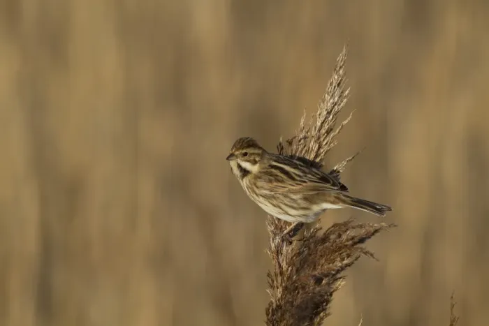 Framed Print : Common Reed Bunting (Emberiza schoeniclus) adult female, feeding on reed seeds, Norfolk, England, February Framed Print : Common Reed Bunting (Emberiza schoeniclus) adult female, feeding on reed seeds, Norfolk, England, February