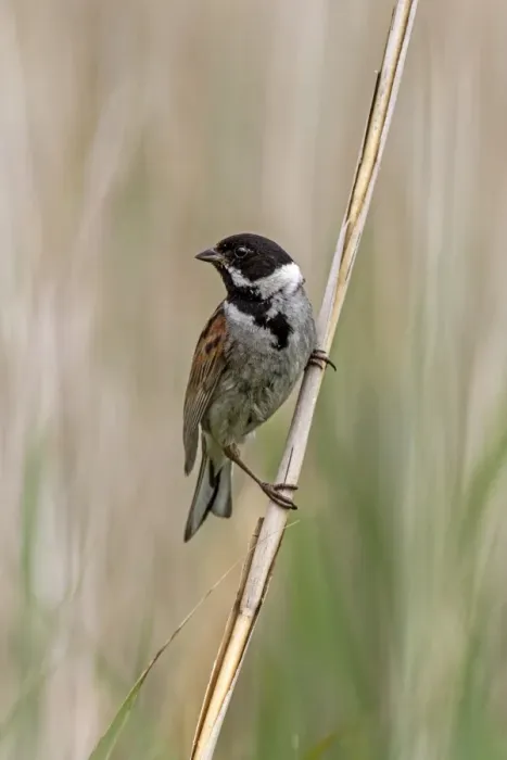 Framed Print : Common Reed Bunting Male on reeds. Deepdale Marsh, Norfolk