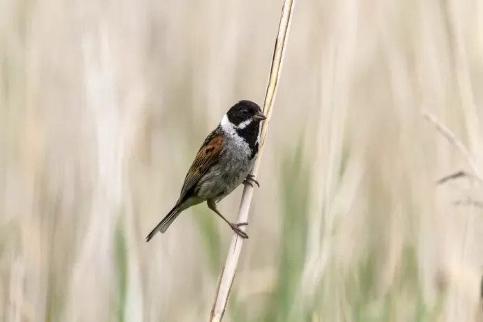 Framed Print : Common Reed Bunting Male on reeds. Deepdale Marsh, Norfolk Framed Print : Common Reed Bunting Male on reeds. Deepdale Marsh, Norfolk