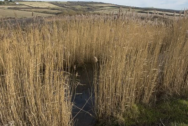 Common Reed, Phragmites australis, reedbed habitat, in winter seedhead, behind Chesil beach