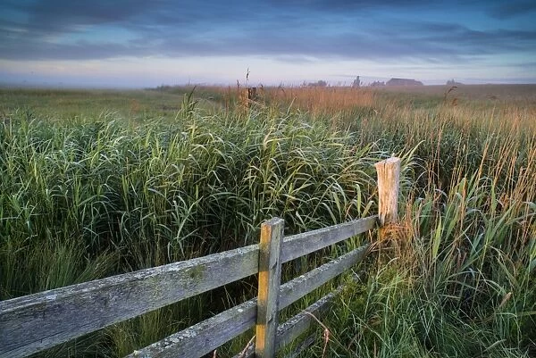 Common Reed (Phragmites australis) reedbed and cattle fence at dawn, Elmley Marshes N. N. R
