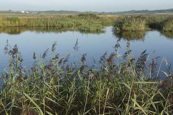 Common Reed (Phragmites australis) reedbed habitat and water channel, growing on site of former opencast coal mine, St