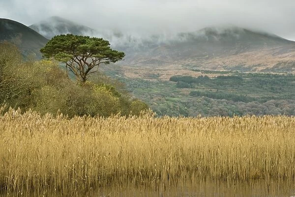 Common Reed (Phragmites australis) reedbed and pine tree, Lough Leane (Lower Lake), Lakes of Killarney, Killarney N. P