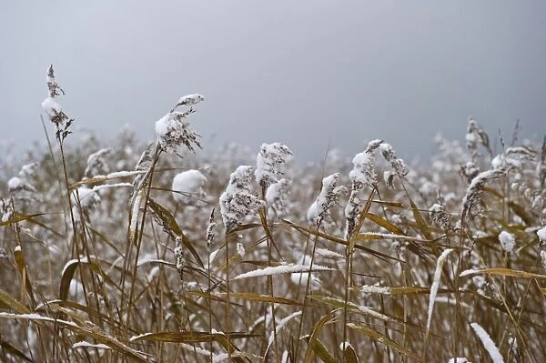 Common Reed (Phragmites australis) snow covered reedbed, Strumpshaw Fen RSPB Reserve, River Yare, The Broads, Norfolk, England, december