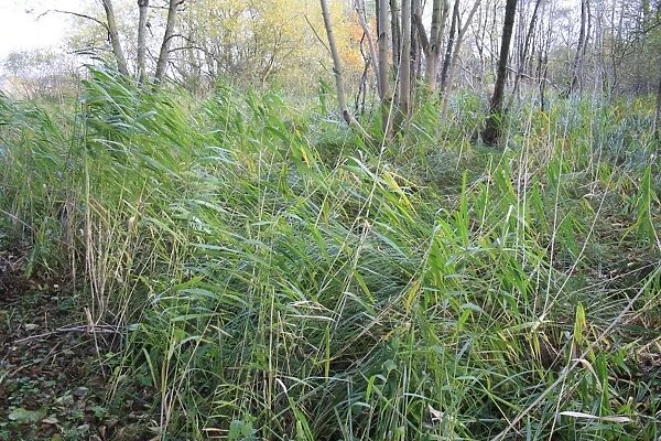 Common Reed (Phragmites australis) growing in alder carr wet woodland habitat, in valley fen reserve, Hopton Fen, Hopton, Suffolk, England, november
