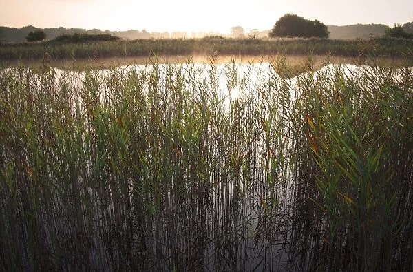 Common Reed (Phragmites australis) reedbed and open water in river valley fen habitat at sunrise, Middle Fen