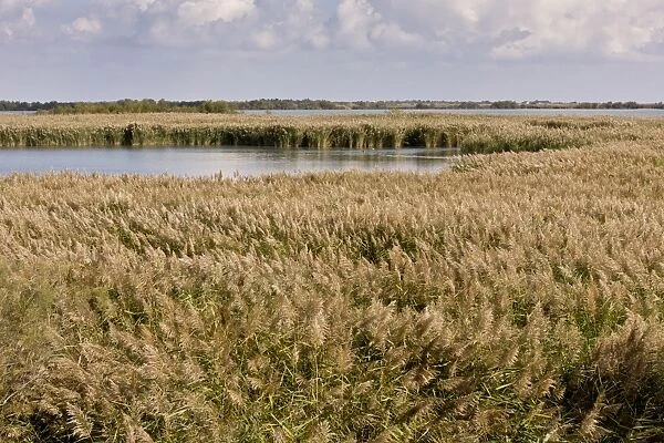 Common Reed (Phragmites australis) reedbed and lagoon habitat, Camargue Natural Regional Park, Bouches-du-Rhone