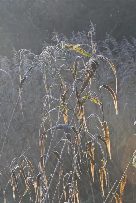 Framed Print : Common Reed (Phragmites australis) backlit stems, growing on riverbank, River Frome, Dorset, England, november Framed Print : Common Reed (Phragmites australis) backlit stems, growing on riverbank, River Frome, Dorset, England, november