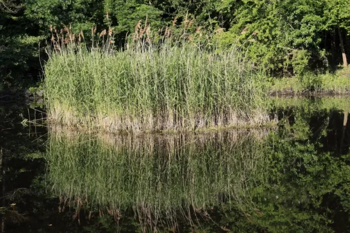 Framed Print : Common Reed (Phragmites australis) clump growing in pond, in valley fen reserve, Market Weston Fen, Market Weston, Little Ouse Valley, Suffolk, England, june