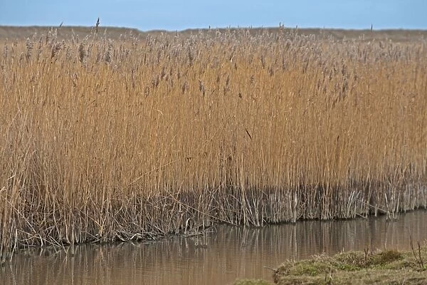 Common Reed (Phragmites australis) reedbed, showing low water level due to lack of rain, Norfolk, England, february