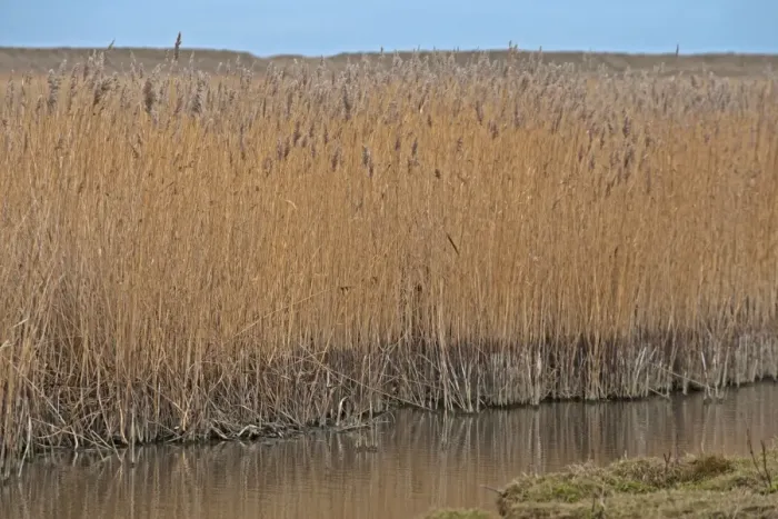 Framed Print : Common Reed (Phragmites australis) reedbed, showing low water level due to lack of rain, Norfolk, England, february