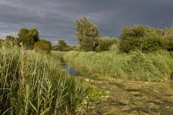 Framed Print : Common Reed (Phragmites australis) reedbed and ditch habitat, Wicken Fen N. N. R. Cambridgeshire, England, August Framed Print : Common Reed (Phragmites australis) reedbed and ditch habitat, Wicken Fen N. N. R. Cambridgeshire, England, August