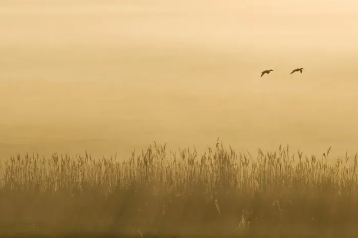 Framed Print : Common Reed (Phragmites australis) reedbed habitat, with ducks in flight, silhouetted at sunrise, Elmley Marshes N. N. R. North Kent Marshes, Isle of Sheppey, Kent, England, may Framed Print : Common Reed (Phragmites australis) reedbed habitat, with ducks in flight, silhouetted at sunrise, Elmley Marshes N. N. R. North Kent Marshes, Isle of Sheppey, Kent, England, may