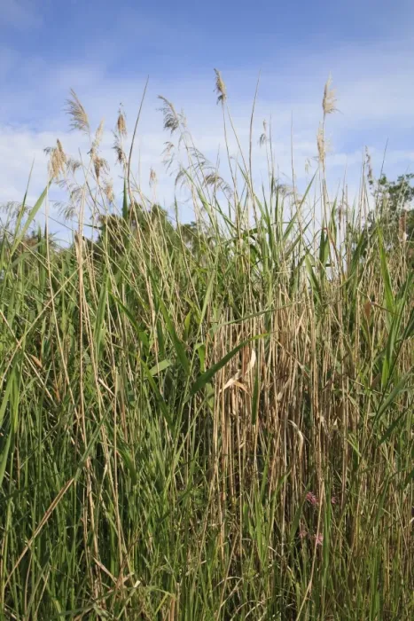 Framed Print : Common Reed (Phragmites australis) reedbed habitat, Little Ouse Headwaters Project, Hinderclay Fen, Hinderclay, Little Ouse Valley, Suffolk, England, june Framed Print : Common Reed (Phragmites australis) reedbed habitat, Little Ouse Headwaters Project, Hinderclay Fen, Hinderclay, Little Ouse Valley, Suffolk, England, june