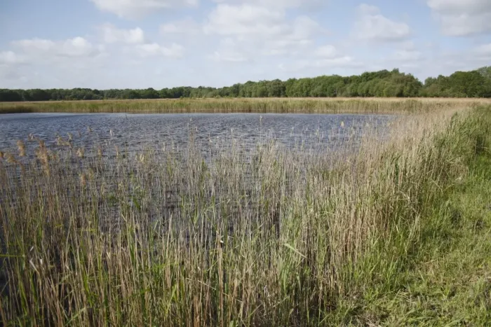 Framed Print : Common Reed (Phragmites australis) reedbed habitat at edge of scrape, in river valley fen, Redgrave and Lopham Fen N. N. R. Waveney Valley, Suffolk, England, may