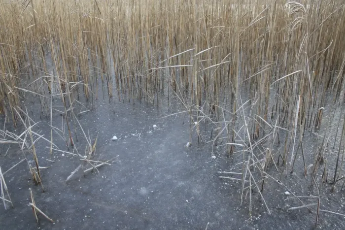 Framed Print : Common Reed (Phragmites australis) reedbed habitat and frozen scape, in river valley fen, Redgrave and Lopham Fen N. N. R. Waveney Valley, Suffolk, England, november Framed Print : Common Reed (Phragmites australis) reedbed habitat and frozen scape, in river valley fen, Redgrave and Lopham Fen N. N. R. Waveney Valley, Suffolk, England, november