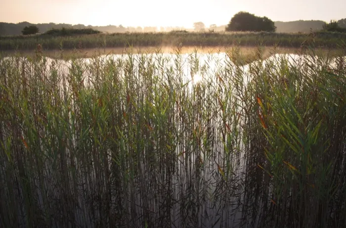 Framed Print : Common Reed (Phragmites australis) reedbed and open water in river valley fen habitat at sunrise, Middle Fen