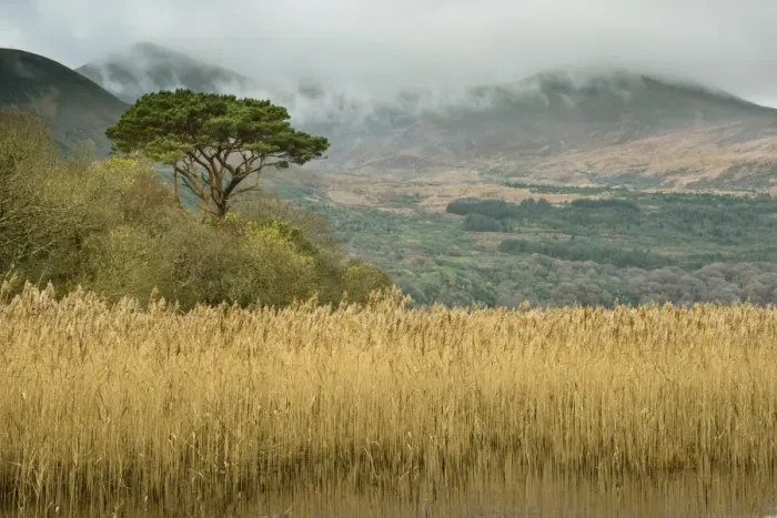 Framed Print : Common Reed (Phragmites australis) reedbed and pine tree, Lough Leane (Lower Lake), Lakes of Killarney, Killarney N. P Framed Print : Common Reed (Phragmites australis) reedbed and pine tree, Lough Leane (Lower Lake), Lakes of Killarney, Killarney N. P