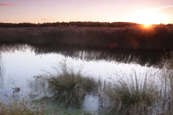 Framed Print : Common Reed (Phragmites australis) reedbed and pool habitat at sunset, on site of former opencast coal mine, St Framed Print : Common Reed (Phragmites australis) reedbed and pool habitat at sunset, on site of former opencast coal mine, St