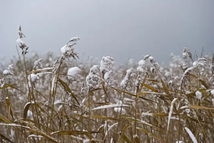 Framed Print : Common Reed (Phragmites australis) snow covered reedbed, Strumpshaw Fen RSPB Reserve, River Yare, The Broads, Norfolk, England, december Framed Print : Common Reed (Phragmites australis) snow covered reedbed, Strumpshaw Fen RSPB Reserve, River Yare, The Broads, Norfolk, England, december