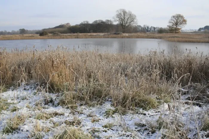 Framed Print : Common Reed (Phragmites australis) snow covered reedbed habitat and frozen scape, in river valley fen, Redgrave and Lopham Fen N. N. R. Waveney Valley, Suffolk, England, november Framed Print : Common Reed (Phragmites australis) snow covered reedbed habitat and frozen scape, in river valley fen, Redgrave and Lopham Fen N. N. R. Waveney Valley, Suffolk, England, november