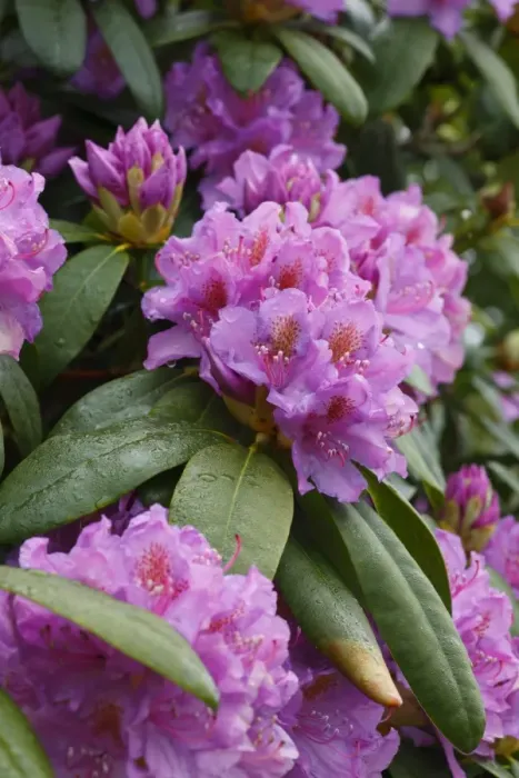 Framed Print : Common Rhododendron (Rhododendron ponticum) introduced invasive species, close-up of flowers, Powys, Wales, june Framed Print : Common Rhododendron (Rhododendron ponticum) introduced invasive species, close-up of flowers, Powys, Wales, june