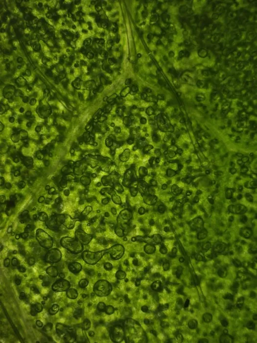 Framed Print : Common Rhododendron (Rhododendron ponticum) microscopic image of cells
