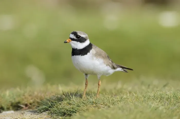 Framed Print : Common Ringed Plover (Charadrius hiaticula) adult, breeding plumage, standing on grass, Flatey Island, Iceland, July Framed Print : Common Ringed Plover (Charadrius hiaticula) adult, breeding plumage, standing on grass, Flatey Island, Iceland, July