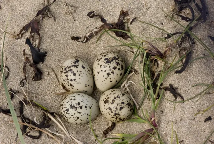 Framed Print : Common Ringed Plover (Charadrius hiaticula) four eggs in nest, on sand in estuary, Lahinch, Liscannor Bay Framed Print : Common Ringed Plover (Charadrius hiaticula) four eggs in nest, on sand in estuary, Lahinch, Liscannor Bay