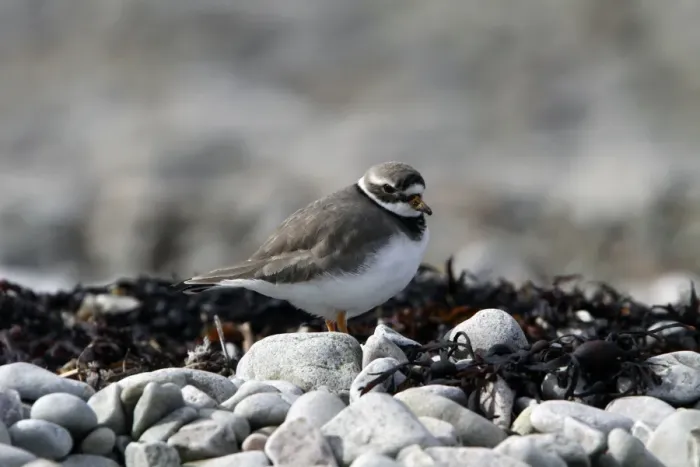 Framed Print : Common Ringed Plover on pebble beach. Isle of Jura Scotland Framed Print : Common Ringed Plover on pebble beach. Isle of Jura Scotland